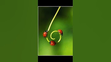 making fears less scary (Coccinellidaephobia)#shorts w its me khali