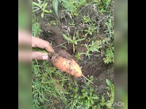 Vídeo: Què és Un Conreador? 15 Fotos Característiques I Característiques Del Conreador Per Conrear La Terra