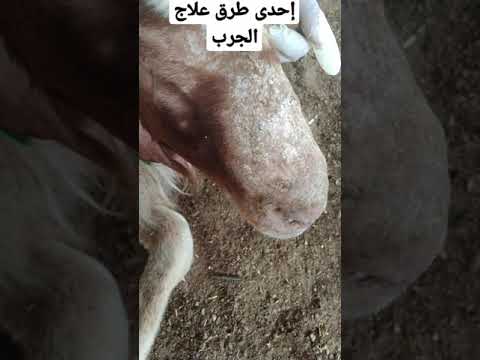 إحدى طرق علاج الجرب في الأغنام