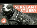 STUBBY - The DOG that Became a SERGEANT 🐶