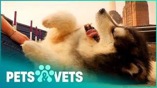 Old Husky Learns Some New Tricks | Paul O'Grady For The Love of Dogs | Pets \& Vets