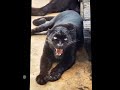 REAL SOUND OF JAGUAR JAGUAR 
