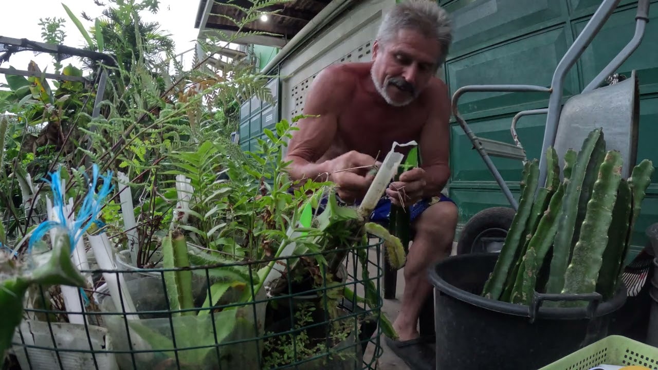 Another Procedure for grafting Dragon Golden Yellow Israeli scions onto non- fertile rootstock.