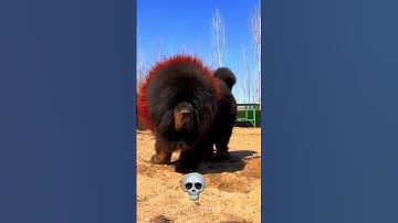 Big Dog Can