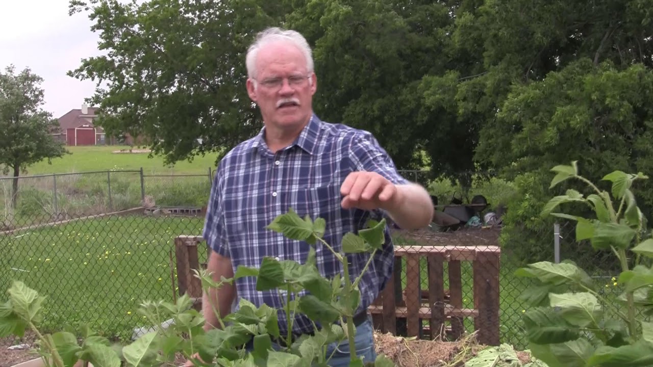Tip Pruning Blackberries YouTube