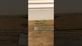 Biggest Wolf Spider EVER