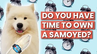 How Much Time Does It Take To Raise a Samoyed?
