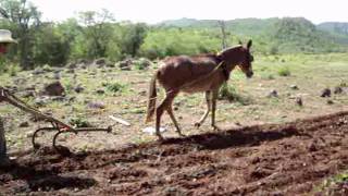 culiacan sinaloa rancho el palo blanco.wmv