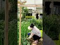 Revealing onion SECRET farming technique #onionfarming #agriculturetips #farmer #agriculture