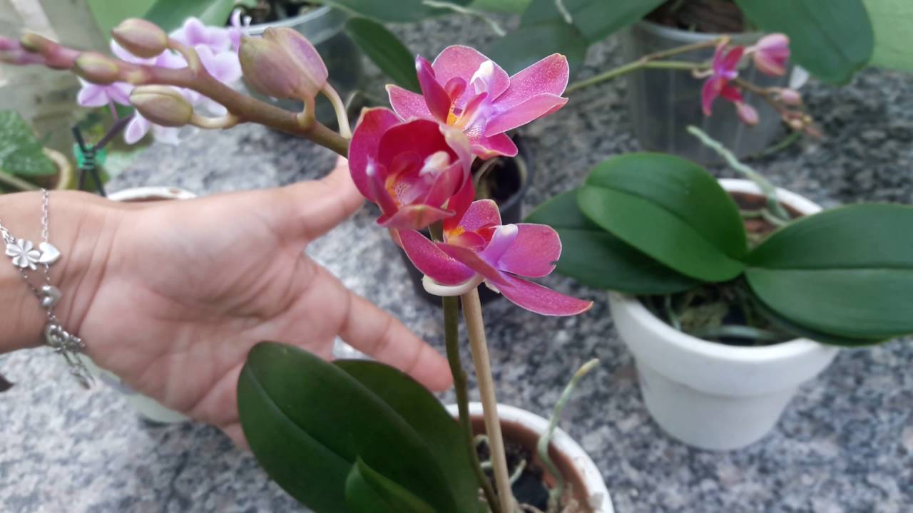 COMO PRENDER A HASTE FLORAL DA ORQUÍDEA MICRO PHALAENOPSIS NO TUTOR -  thptnganamst.edu.vn