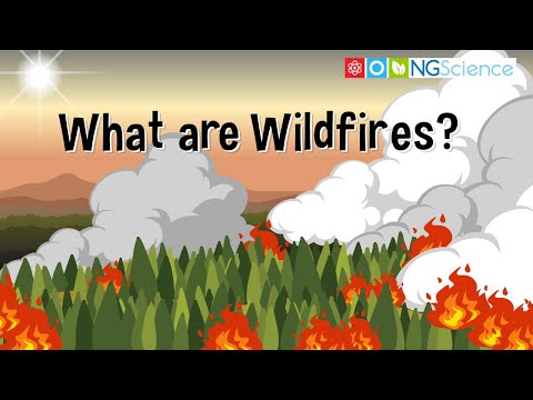 Video: In de bosbrand betekenis?