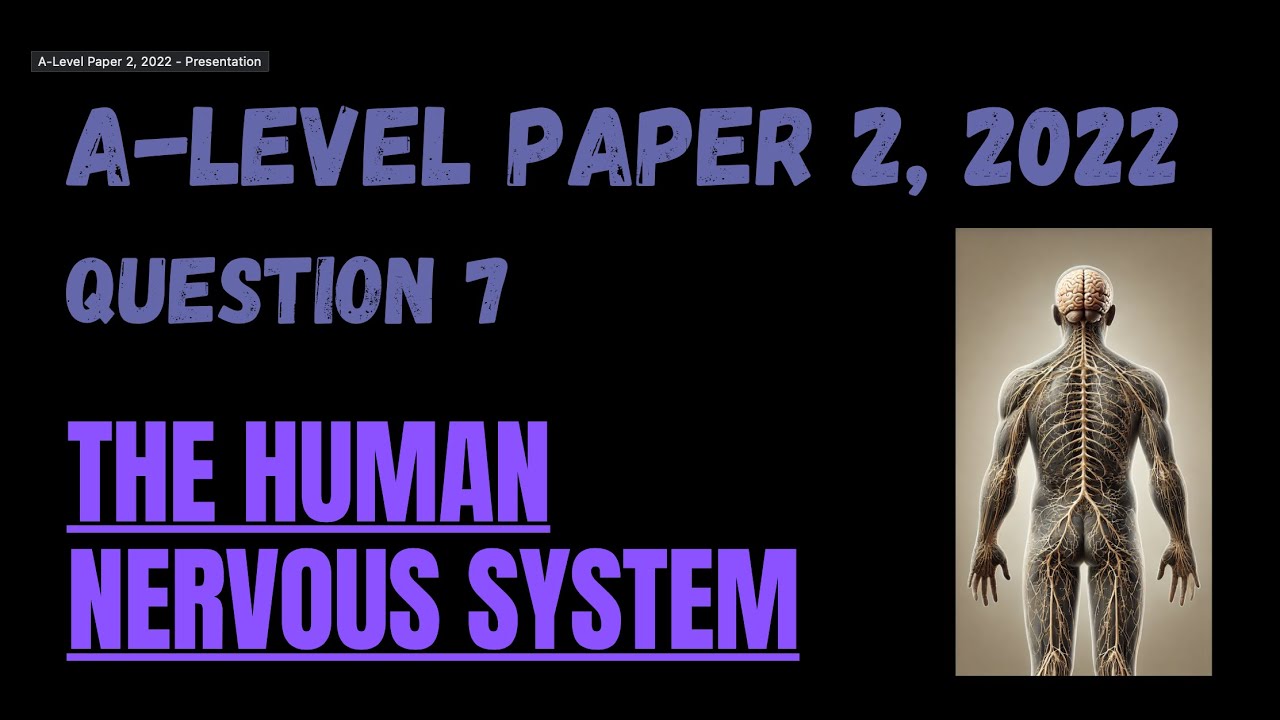 Paper 2, 2022 - Q7: Divisions of the Nervous System - YouTube