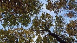 👉 Sarmadı Tabii | Modern Türkçe Pop (Duygusal & Groove) 🎧