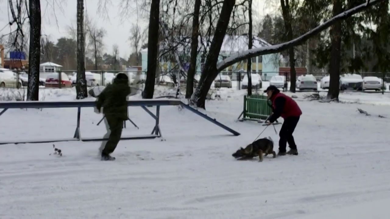 Защитная работа - тест. Хундершафт Кобра 4,5 мес - YouTube