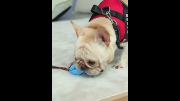 Waggfluence Pet Popular Toys Dog Chew Toy for Aggressive Chewers