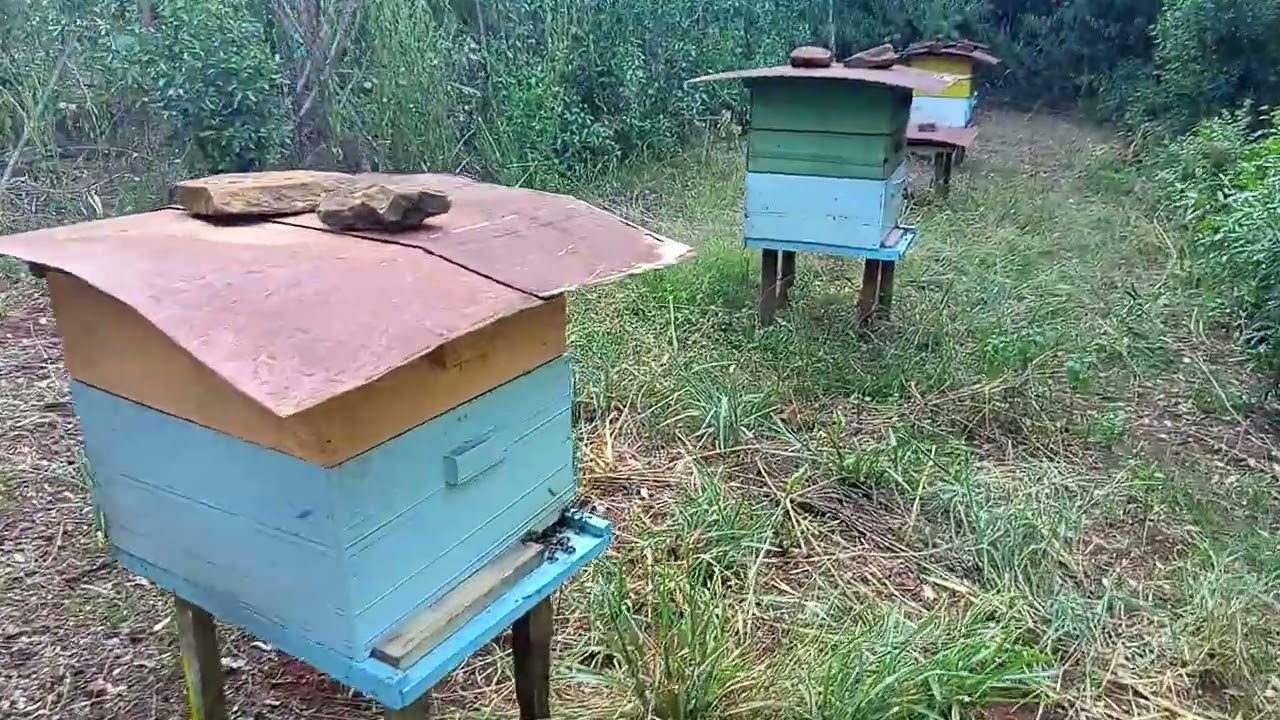 Apiário bem projetado deve ser prioridade 