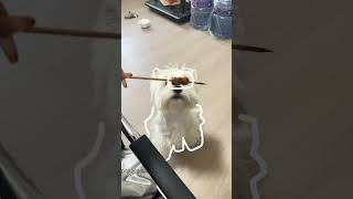 Complete Dog Filling#Cute Pet Debut Plan.#dog#gorgi#have a dog