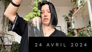 NOUVEAU DISCHIDIA DANS LA COLLECTION ET COMMENT VONT MES PLANTES !