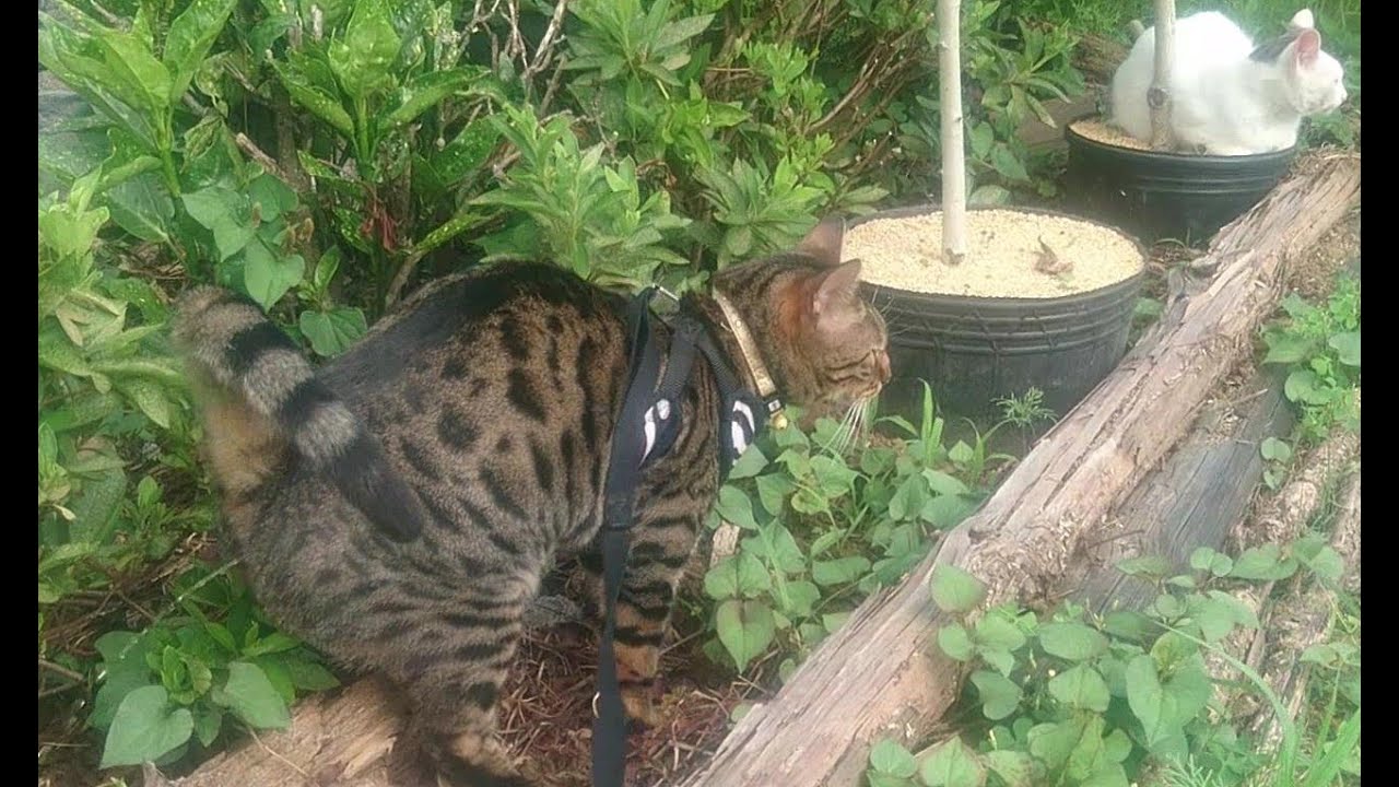 Bengal cat spraying 7 YouTube