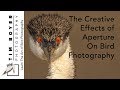 Creative Effects of Aperture on Bird Photography