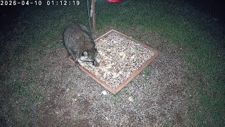 Cam 1: ♥️ REPLAY 🌷Critter CamTV ☔️ | 24/7 Wild Animals & Birds | Spring Kentucky USA | REPLAY Thursd