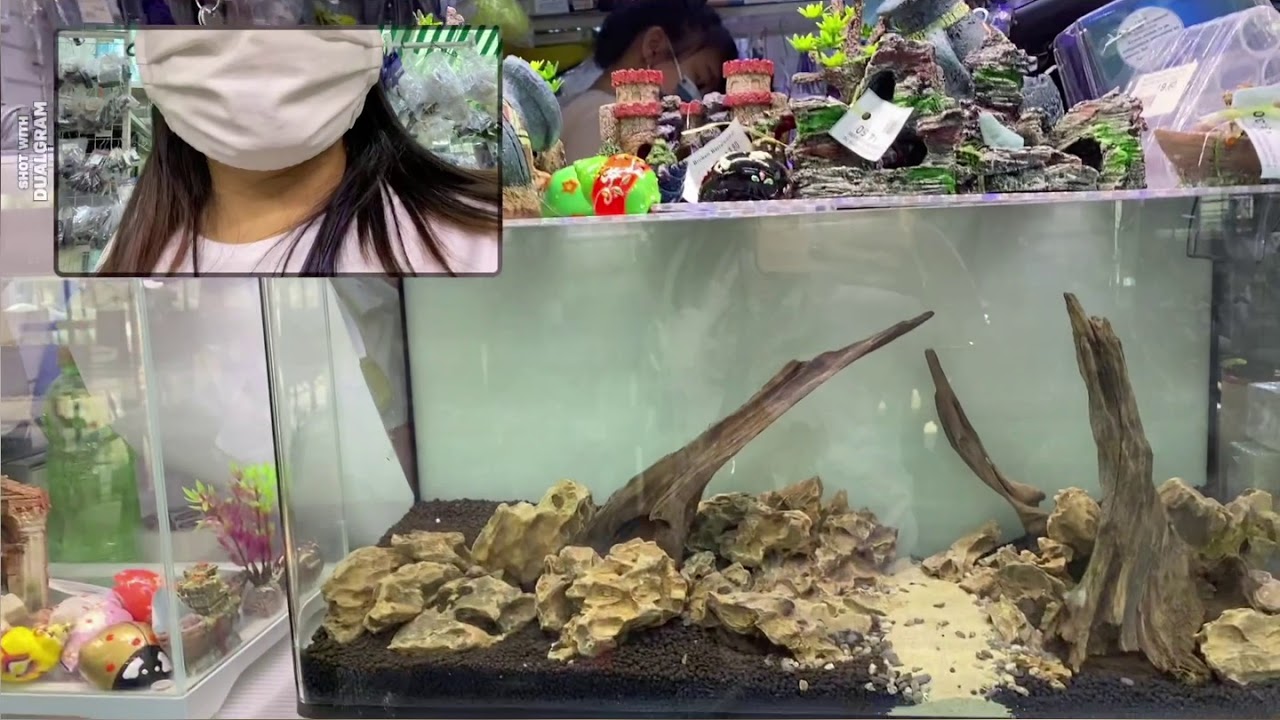 AQUARIUM SHOP AT CLEMENTI YouTube