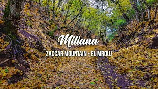 Miliana - Zaccar Mountain El Mrouj | مليانة - جبل زكار - المروج