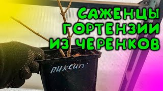 КАК ВЫРАСТИТЬ СИЛЬНЫЕ ЦВЕТУЩИЕ САЖЕНЦЫ МЕТЕЛЬЧАТОЙ ГОРТЕНЗИИ ЗА ОДНО ЛЕТО