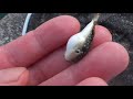 堤防際を泳いでいる、ちっちゃなフグを捕まえた。夏は波止際に小さな魚を泳いでいることが多いので、満潮時を狙えばタモ網で、すくえることがあります。　#shorts