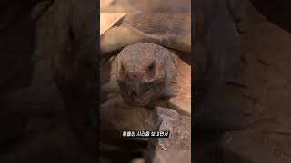 거북이가 붕가붕가할 때 내는 소리 #shorts