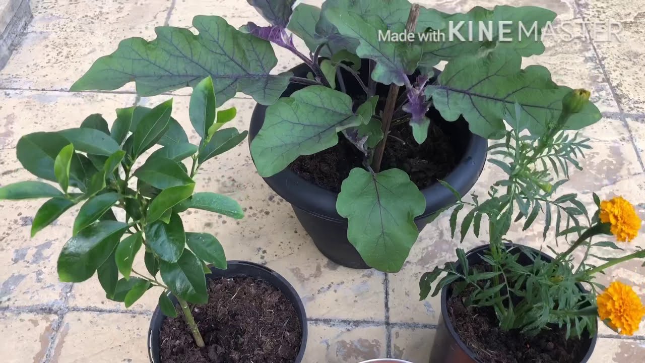 How to make natural fertiliser from dal (pink lentils) - YouTube