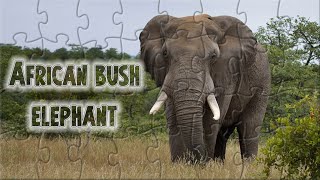 African bush elephant - Elephant puzzle - animals puzzle - Tiere Rätsel #puzzle screenshot 4