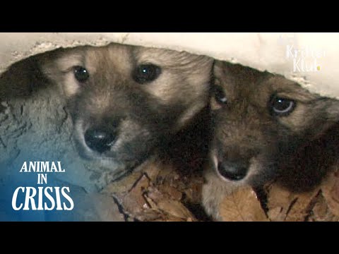 Videó: 9 dolog A kutyák csak megtanították a tudományt és a szeretetet