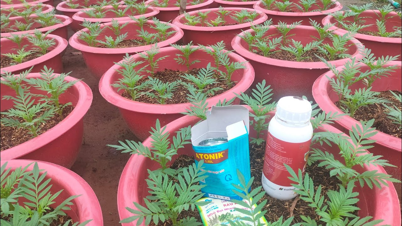 Xịt thuốc bung chèo,phát đọt, mập thân cho vạn thọ #garden #vantho #hoakiengbentre #vuonnha #bentre