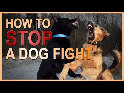 Video: How To Separate Fighting Dogs