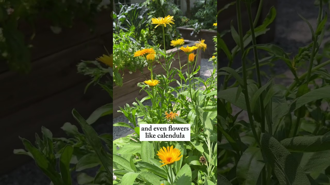 Лучше всего в приподнятых грядках выращивать листья, корни, плоды, травы и цветы. 