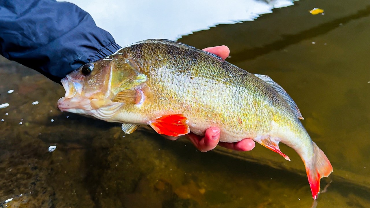 Velká řeka překvapila – tolik nádherných ryb za pouhé dva dny!