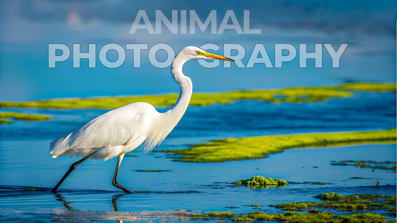 Wildlife Wonders of Belvide Nature Reserve in 4K
