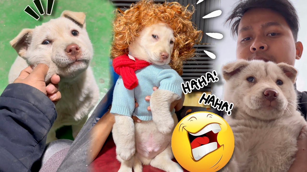 អាឡុង អារពឹស🔥😂ពូចិត្រFunny 