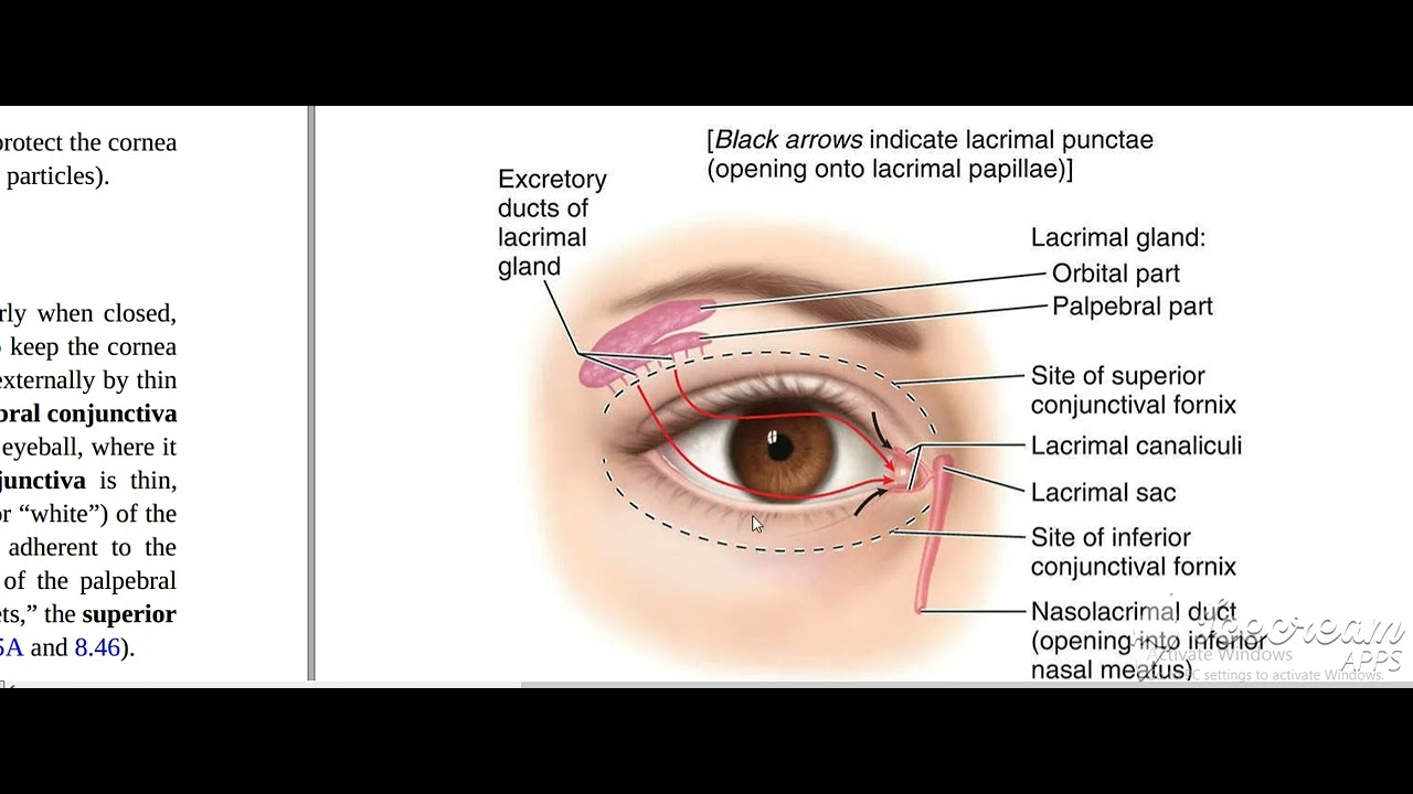 Lacrimal gland 1