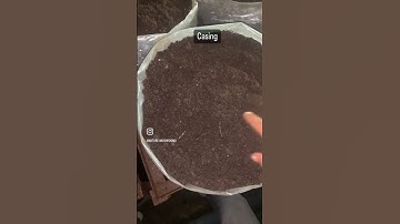 Casing material for button mushroom #agriculture #khetibadi #farming #krishi #farmer #crop #compost