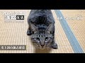 人間に異常なまでに敵意を持つ保護猫に密着 その真実とは...