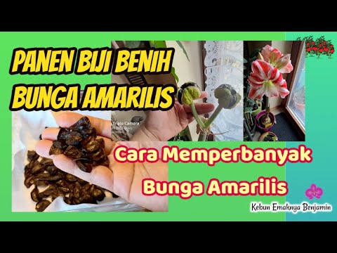 Panen Biji Benih Bunga Amarilis