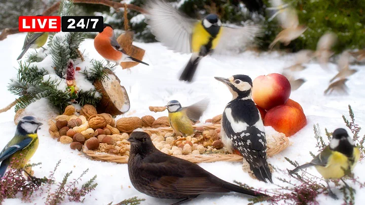 🔴24/7 LIVE CAT TV NO ADS😺  Non-Stop Cutest BIRDS in Snow for Cats to Watch and Slap 🐾🐾