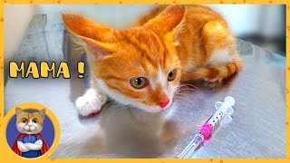 Rescued kitten Cupcake goes to the vet clinic