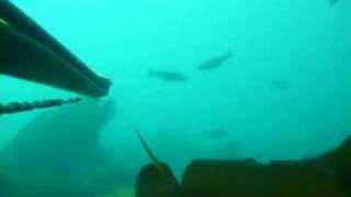 Chasse Sous Marine À Porspoder