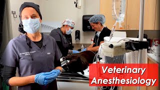 How Anesthesia for Veterinary Surgery on a Dog is Performed