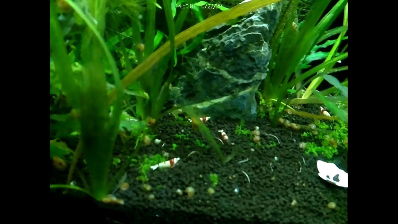 Live Aquarium Cam Live Stream YouTube