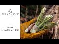 タラの芽という贅沢 - 山菜の食卓