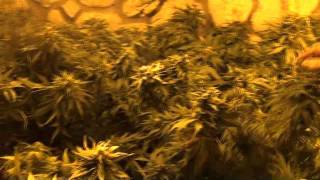 Plants From Roto